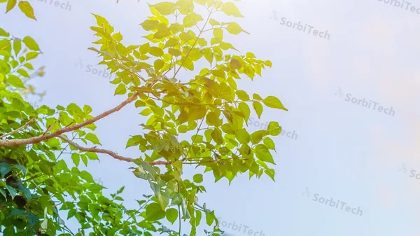 Fresh green leaves in front of an industrial gas stack, showing the balance activated carbon supports between clean air and industrial operation across the Gulf