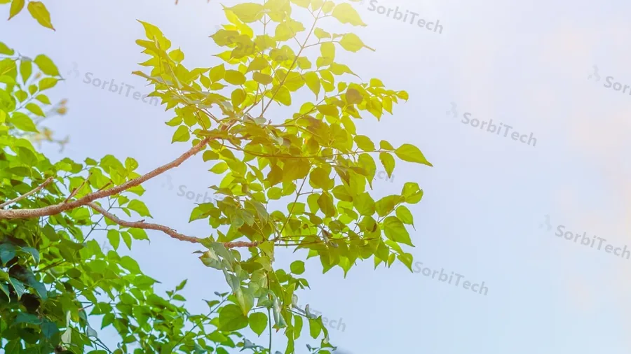 Fresh green leaves in front of an industrial gas stack, showing the balance activated carbon supports between clean air and industrial operation across the Gulf